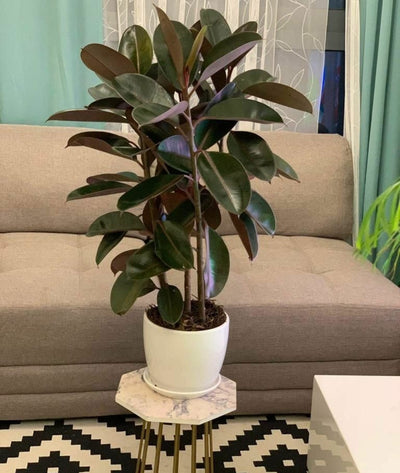 Rubber Plant UAE