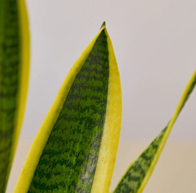Office Plants Snake Plant each