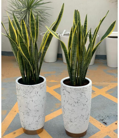 Office Plants Snake Plant each