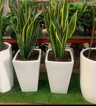 Office Plants Snake Plant each