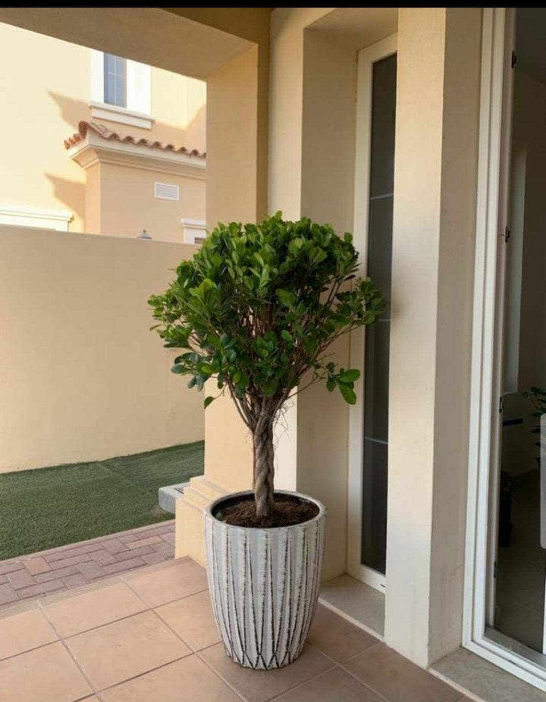 Ficus Tree