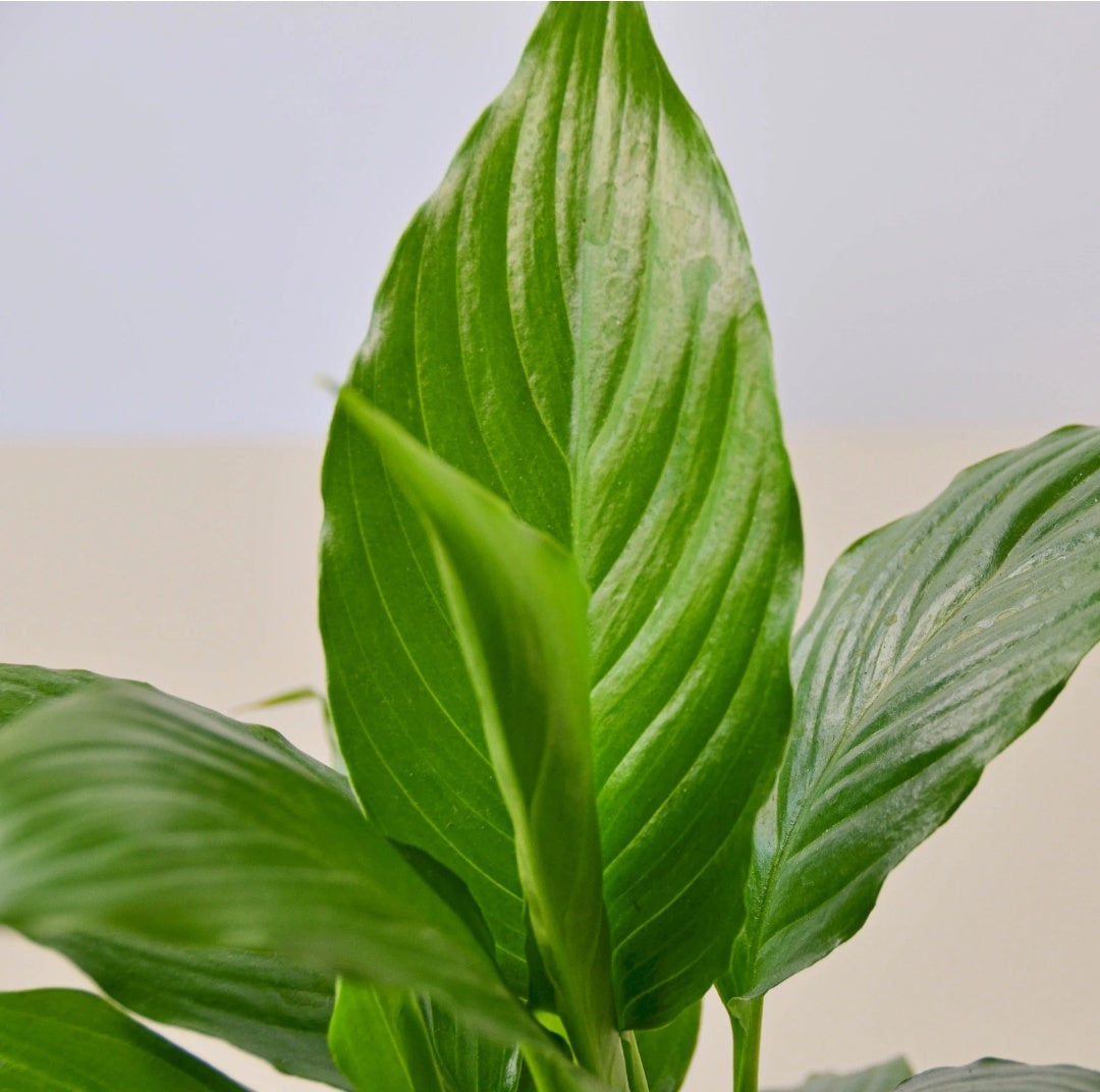 Peace Lily plant