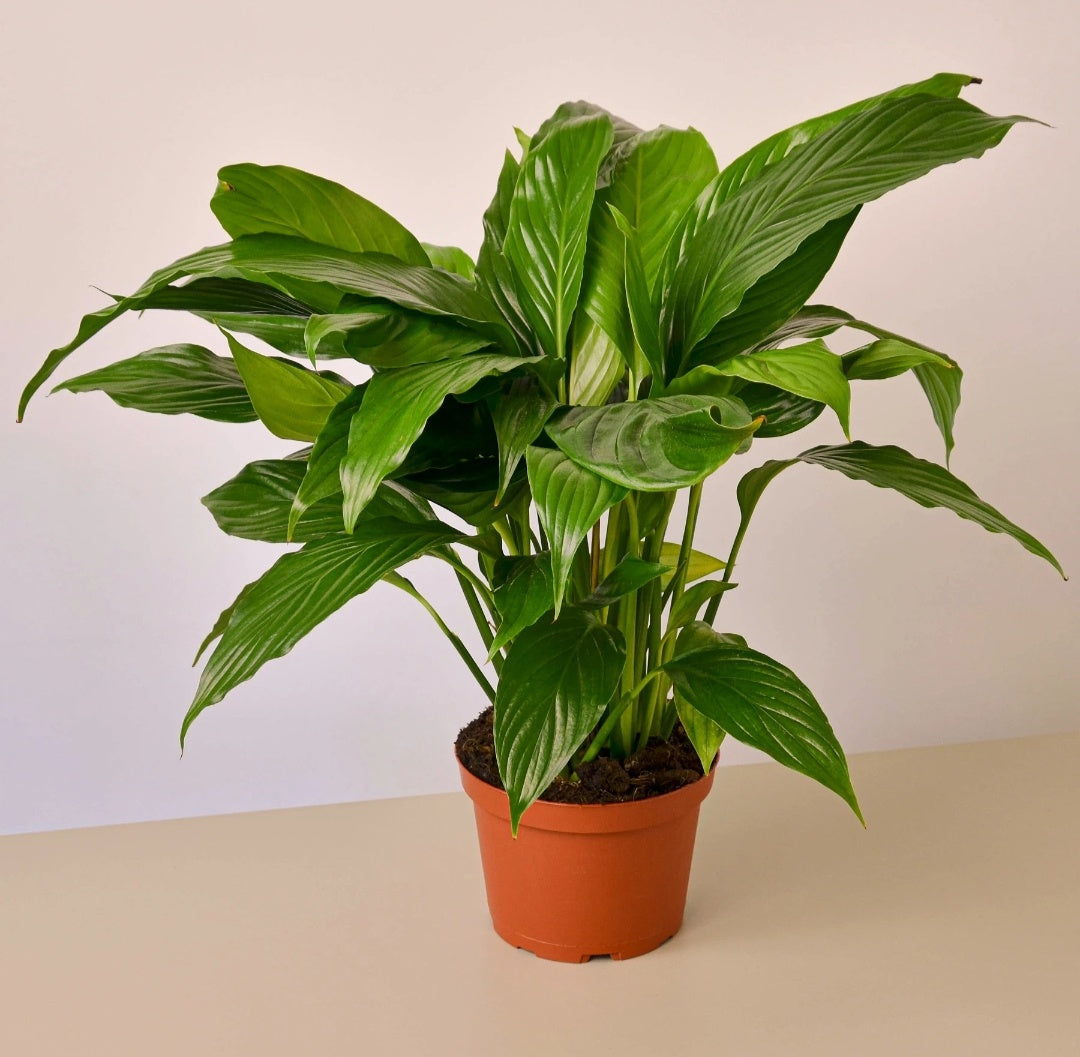 Peace Lily plant