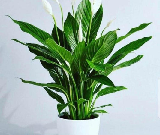 Peace Lily plant