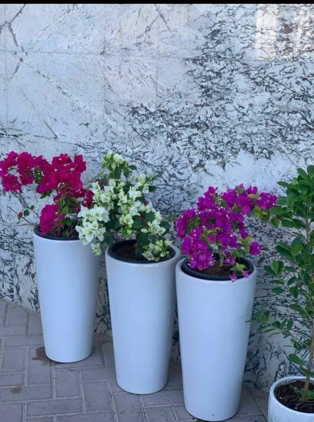 Bougainvillea bundle (3 plants) WOW