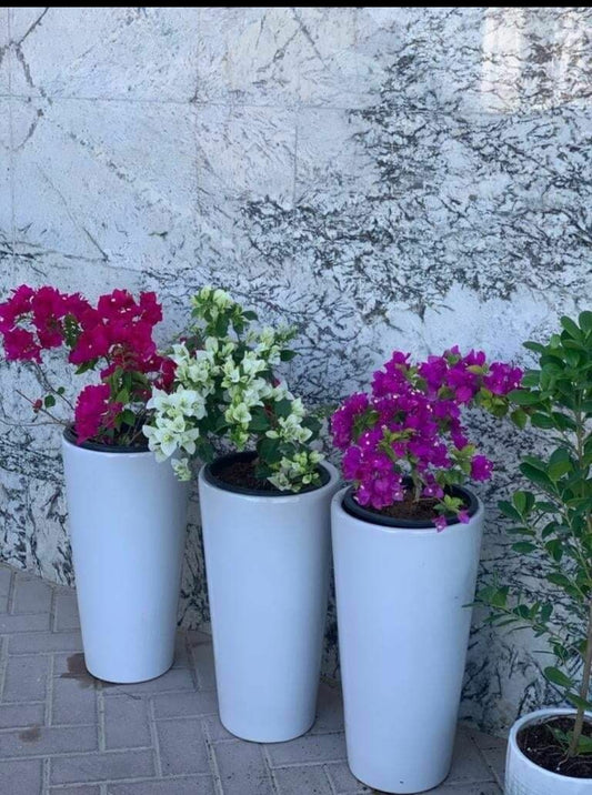 Bougainvillea bundle (3 plants)