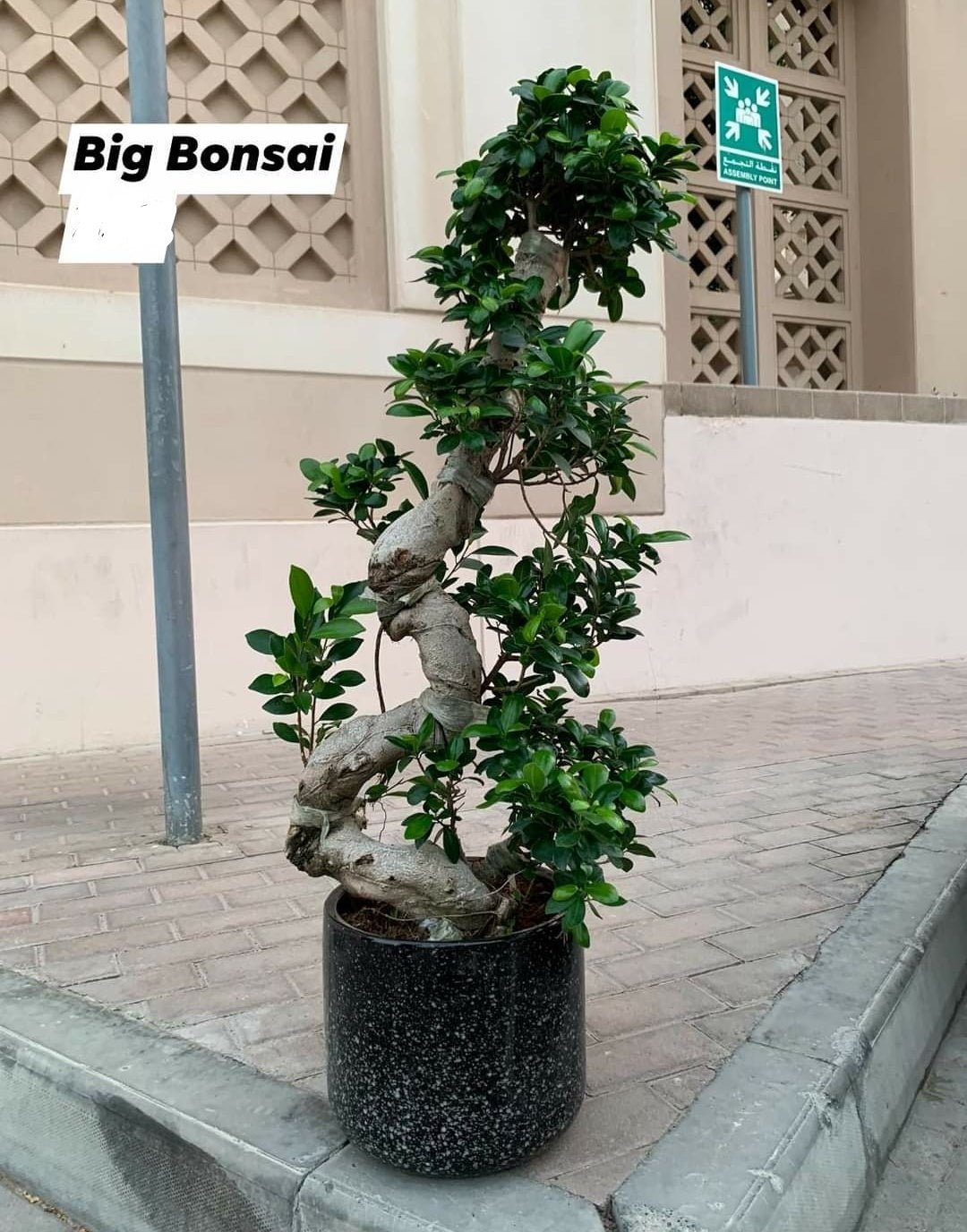 Big Bonsai Plant