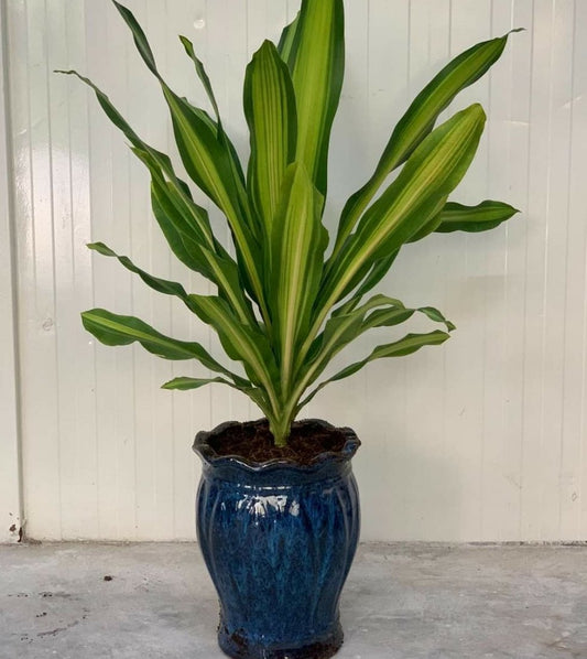 Dracaena