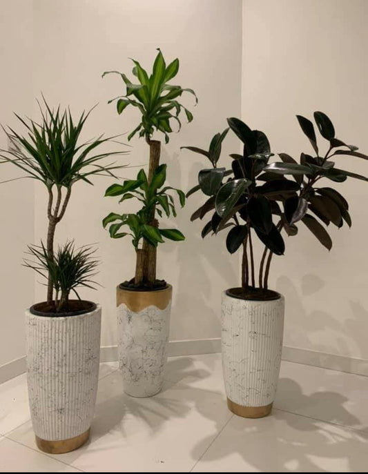 Office Plants Bundle 3pc