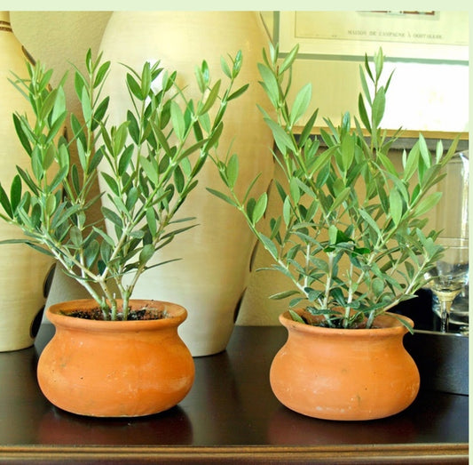 Small Olive Tree Each