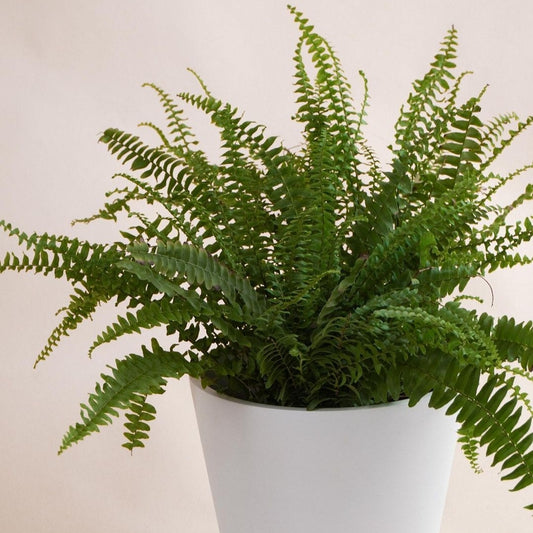 Boston fern