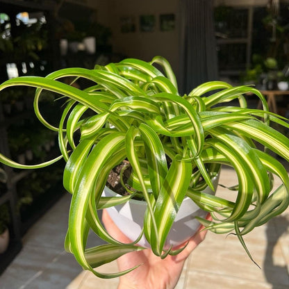 Spider Plant big