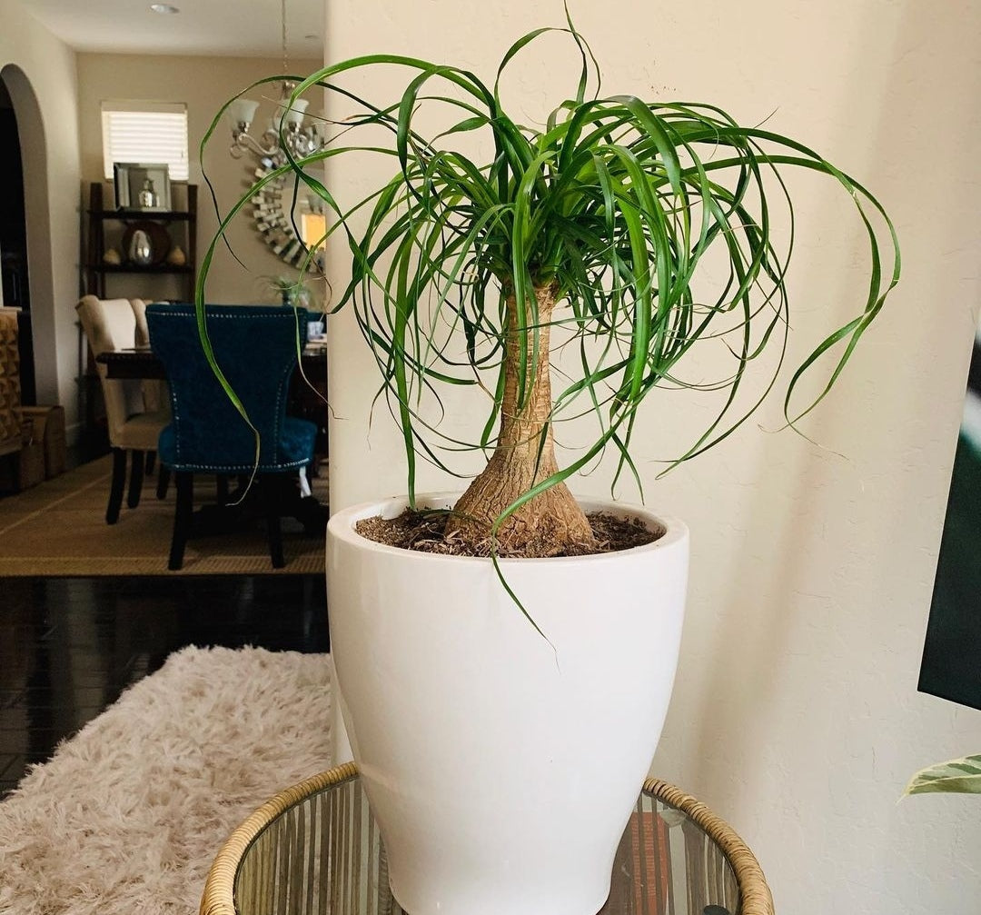 Ponytail Palm