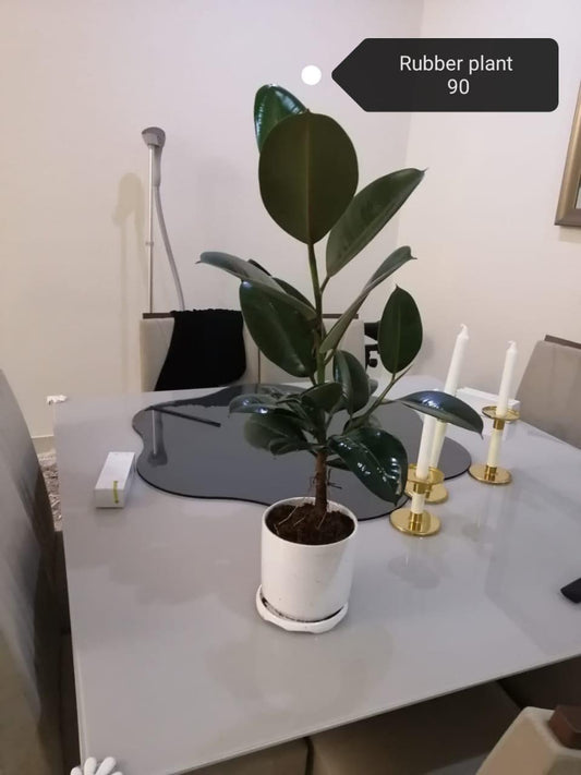 Rubber plant small