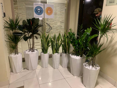 Office Plants Air Purifying Plants (7pcs) Bundle WOW