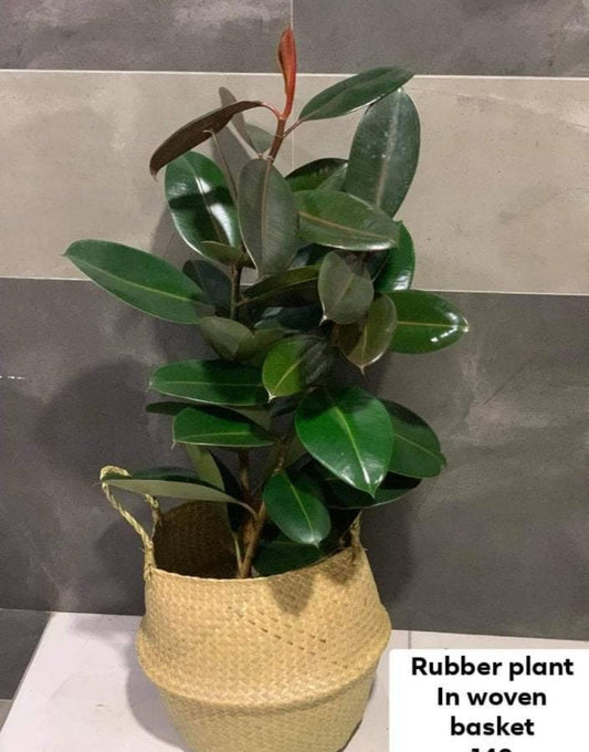 Rubber Plant in Basket