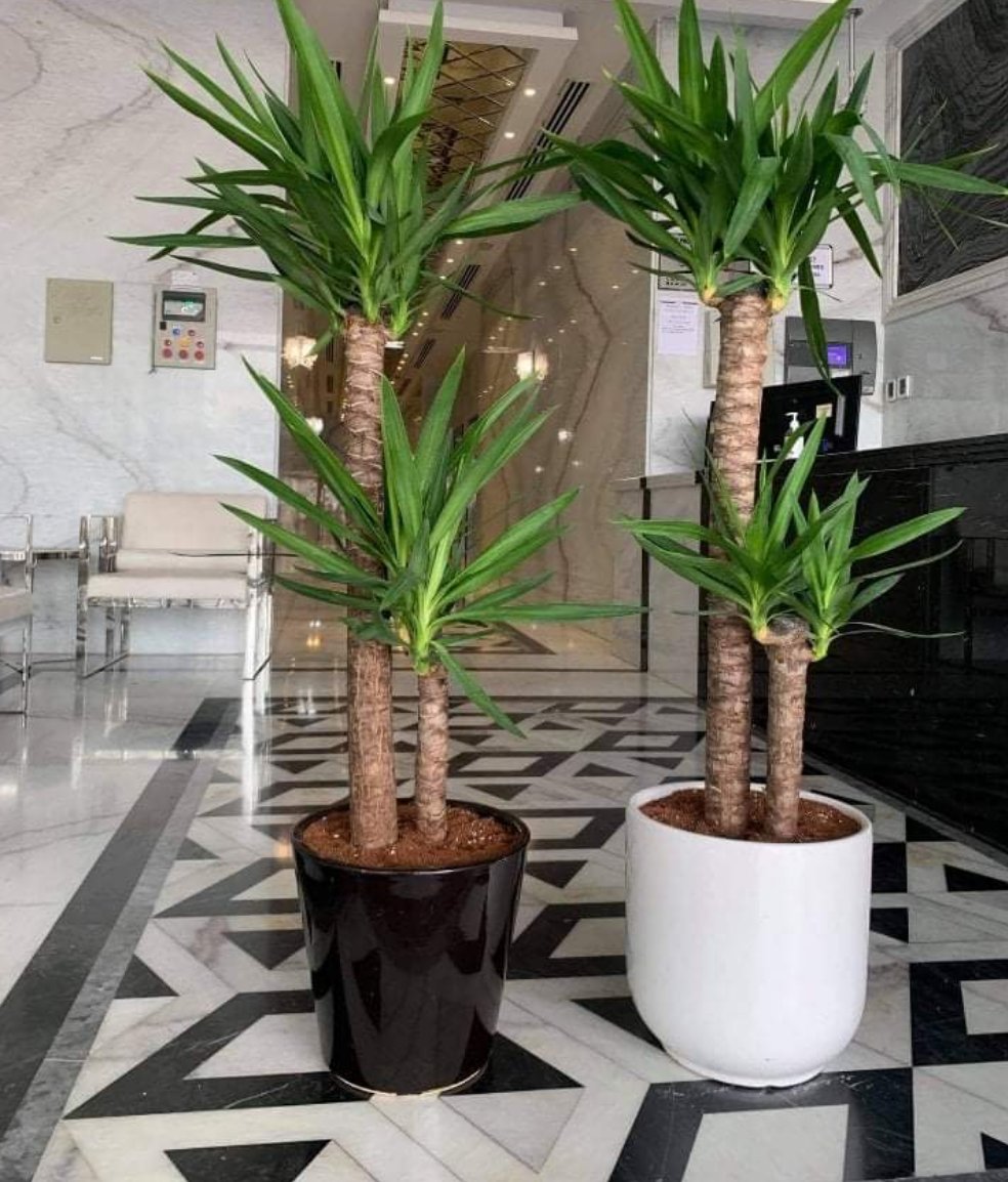 Office plants Big Yucca each
