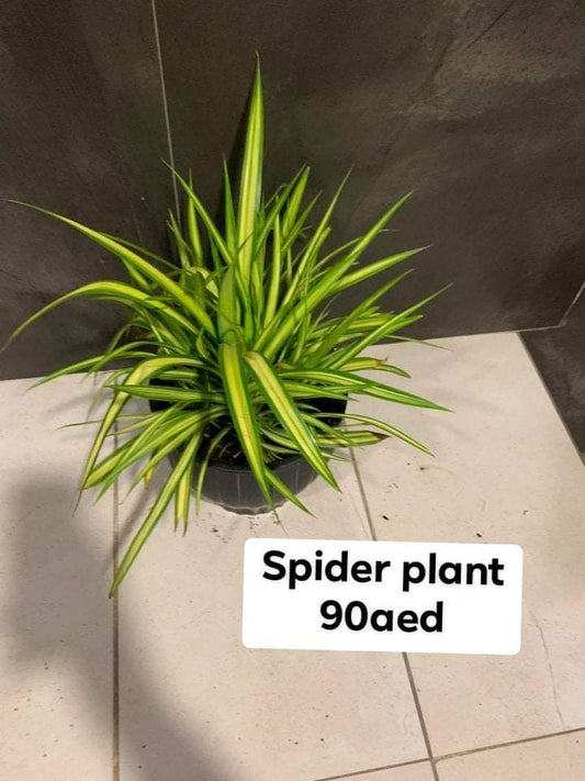 Spider plant