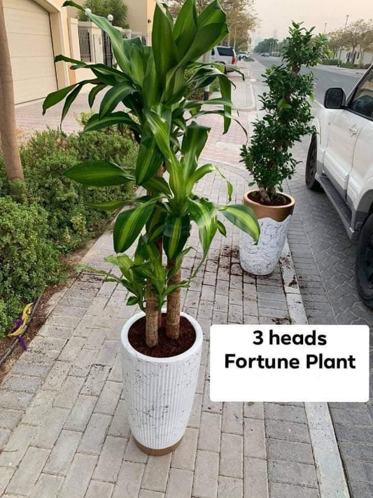 3 heads Fortune Plant