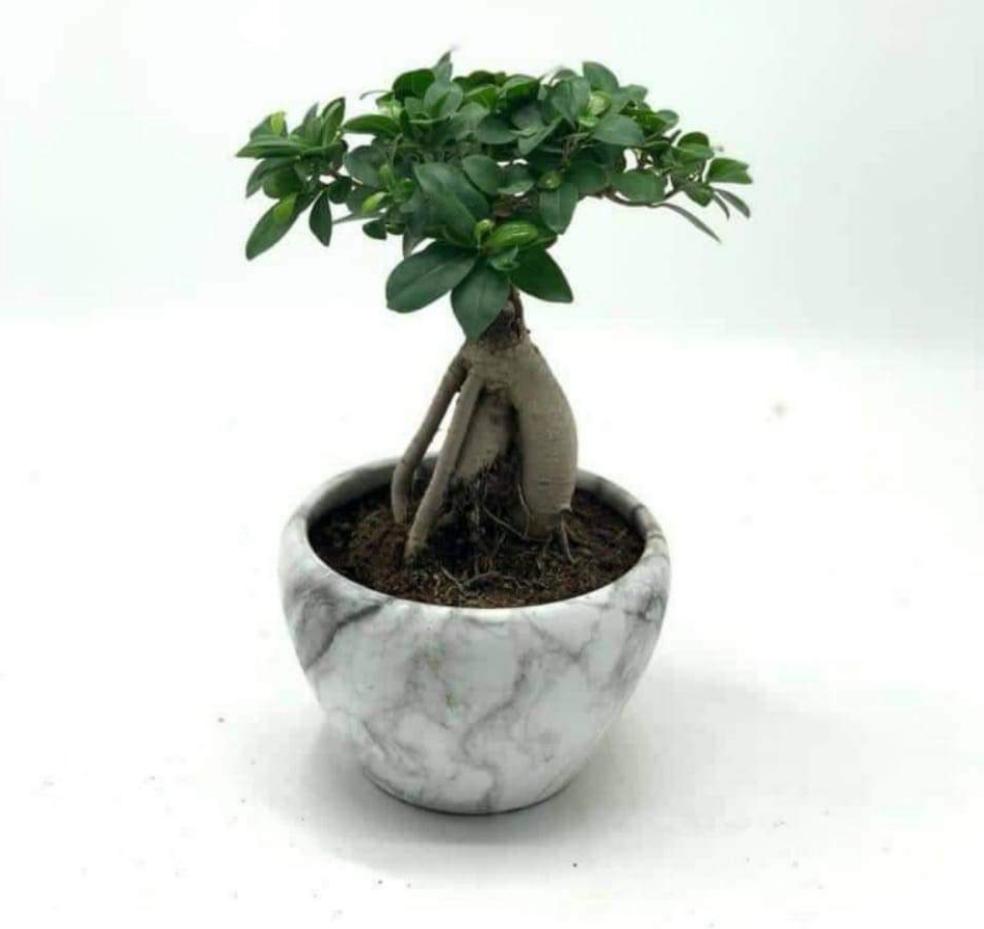 Bonsai Table Plant WOW