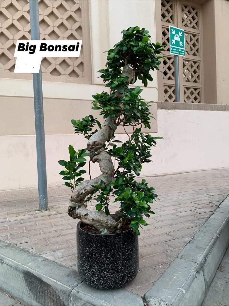 Bonsai