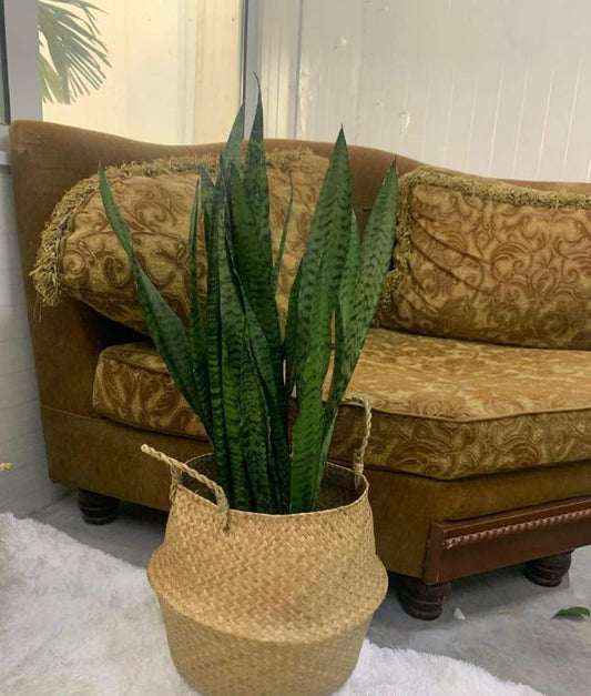 Snake plant