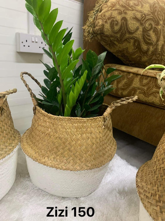 ZZ Plant in woven basket