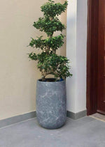 Bonsai  ( 15-16 year old ) NEW ARRIVAL