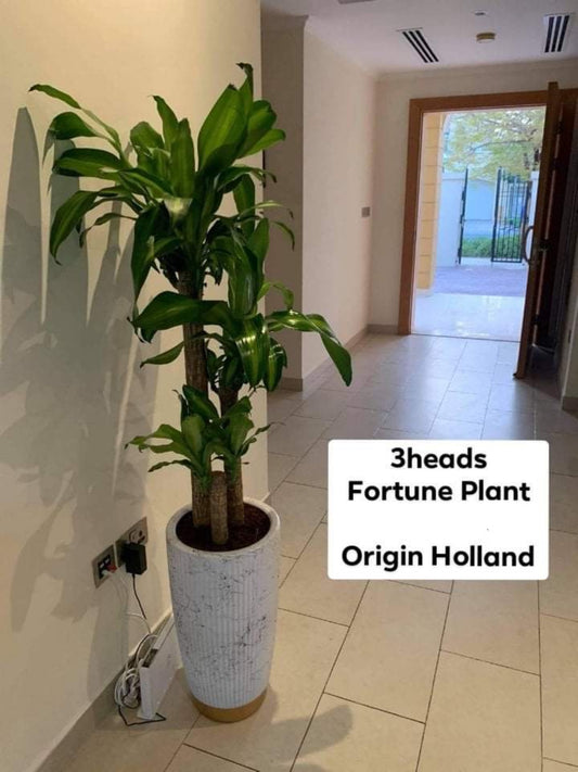 3 heads fortune plant