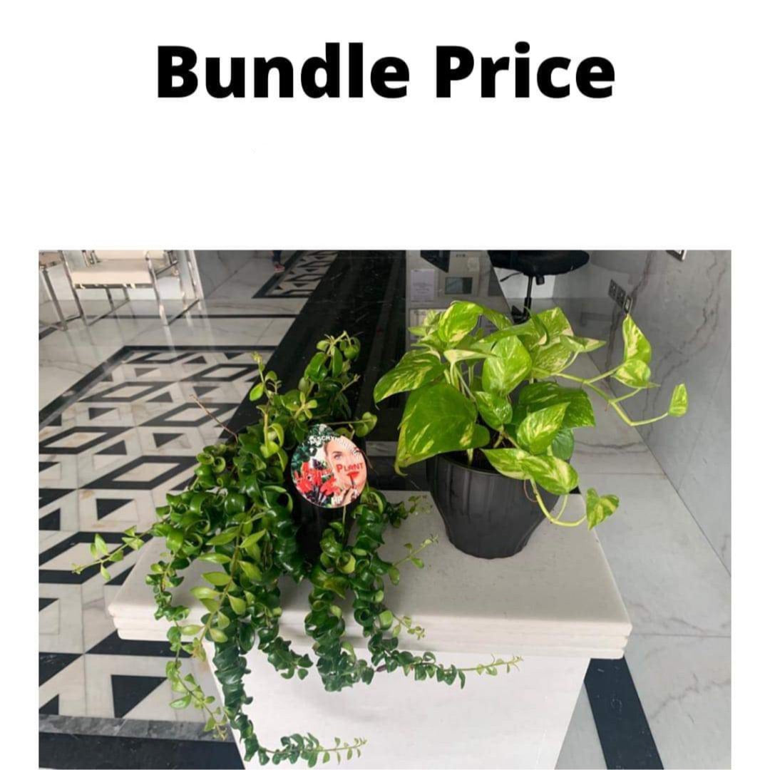 Bundle Hanging Plants