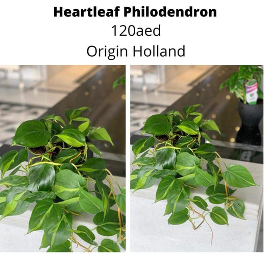 Heartleaf Philodendron