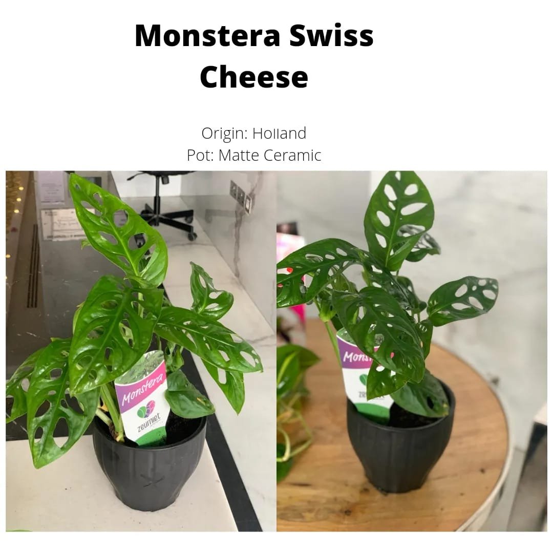 Swiss Cheese Monstera in Ceramic