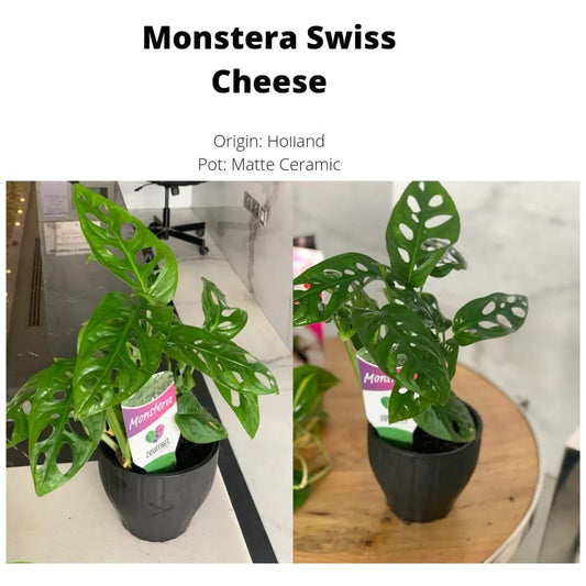 Swiss Cheese Monstera in Ceramic