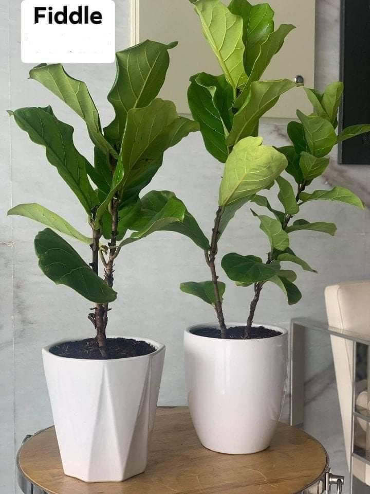 Small Fiddle Plant|100cm