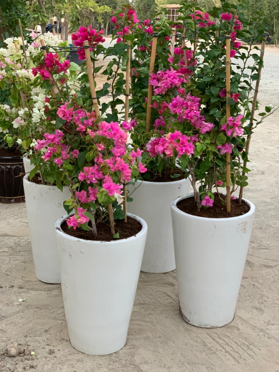 Big Bougainvillea Big in White Pot PROMO