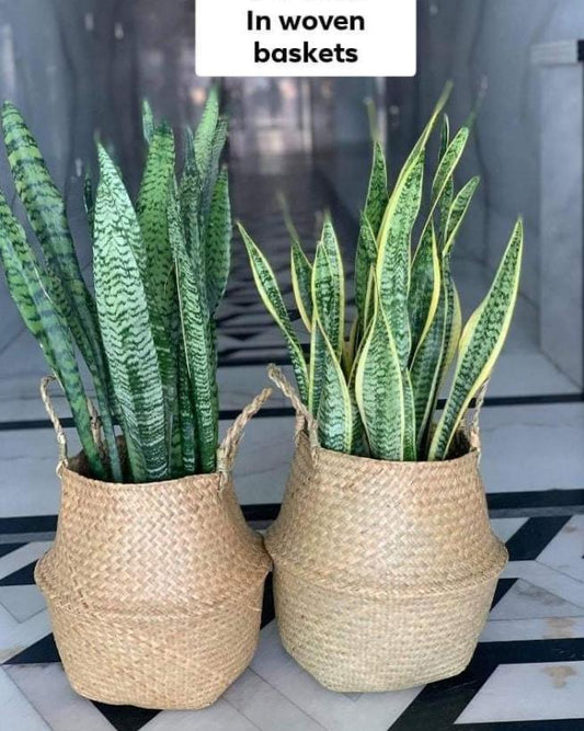 Bundle Snakeplant in woven basket