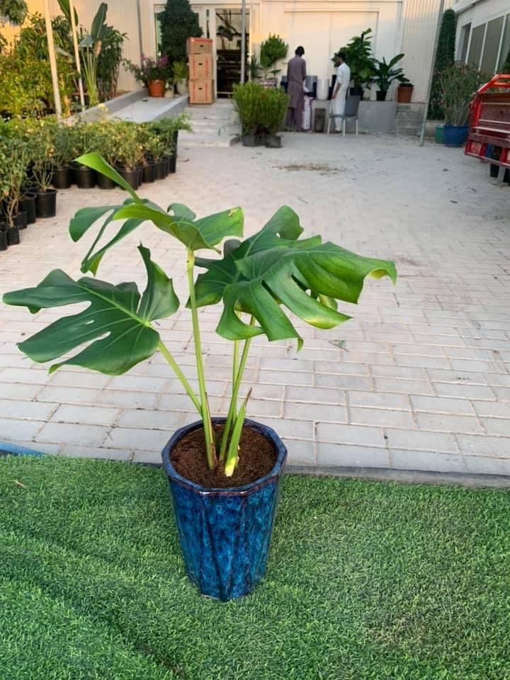 Monstera Small