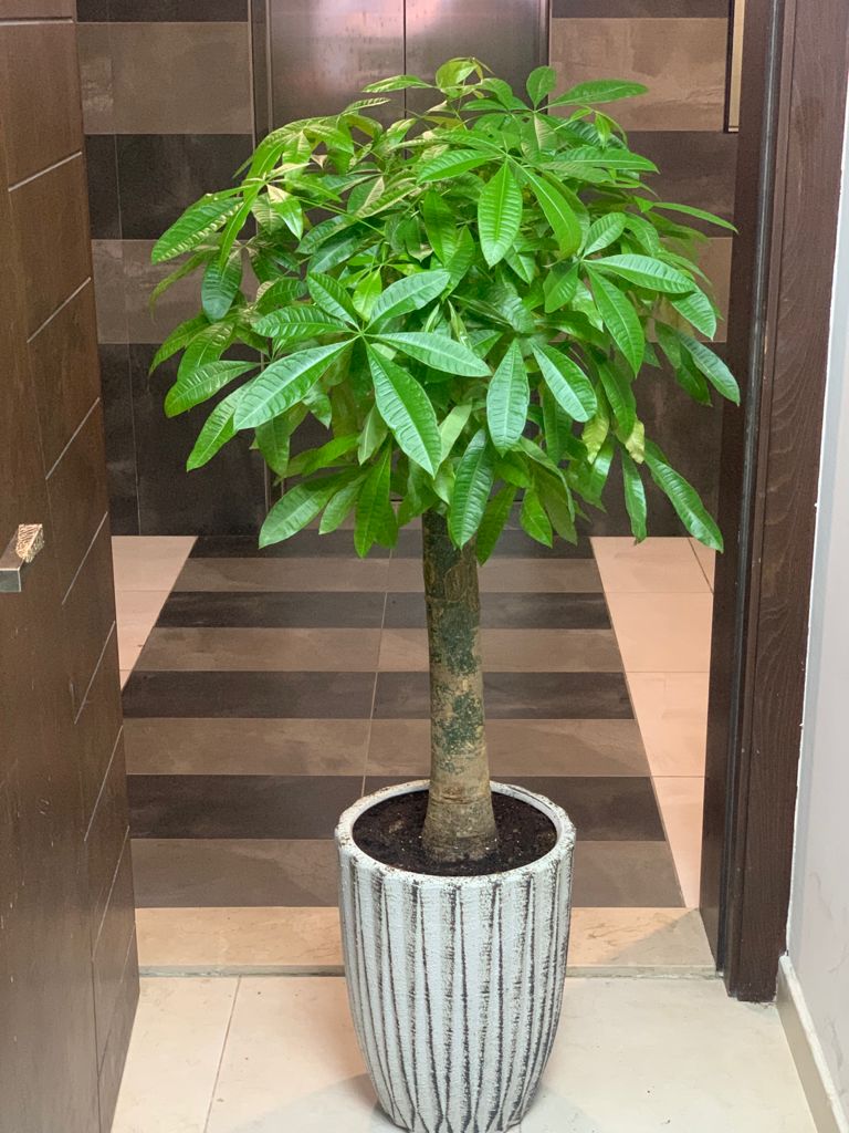 Office Plant Money Tree 160cm Single Stem