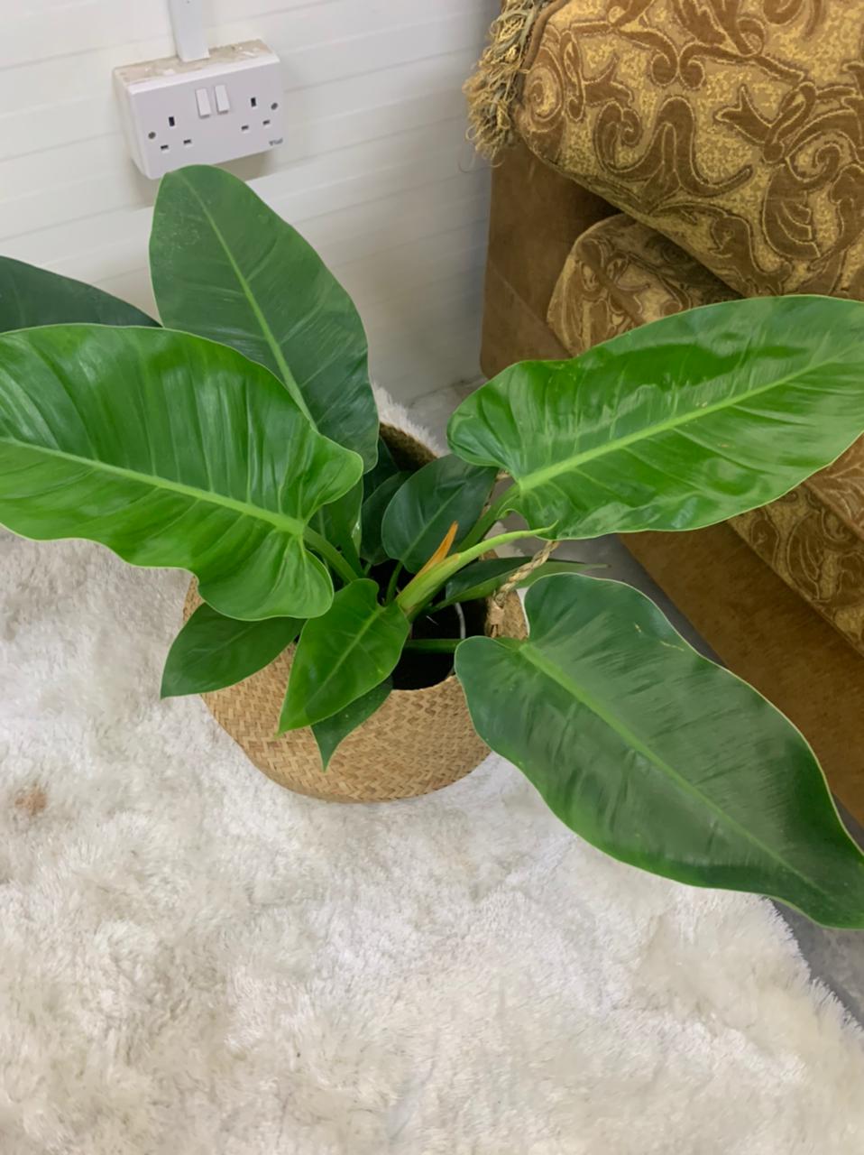 Philodendron