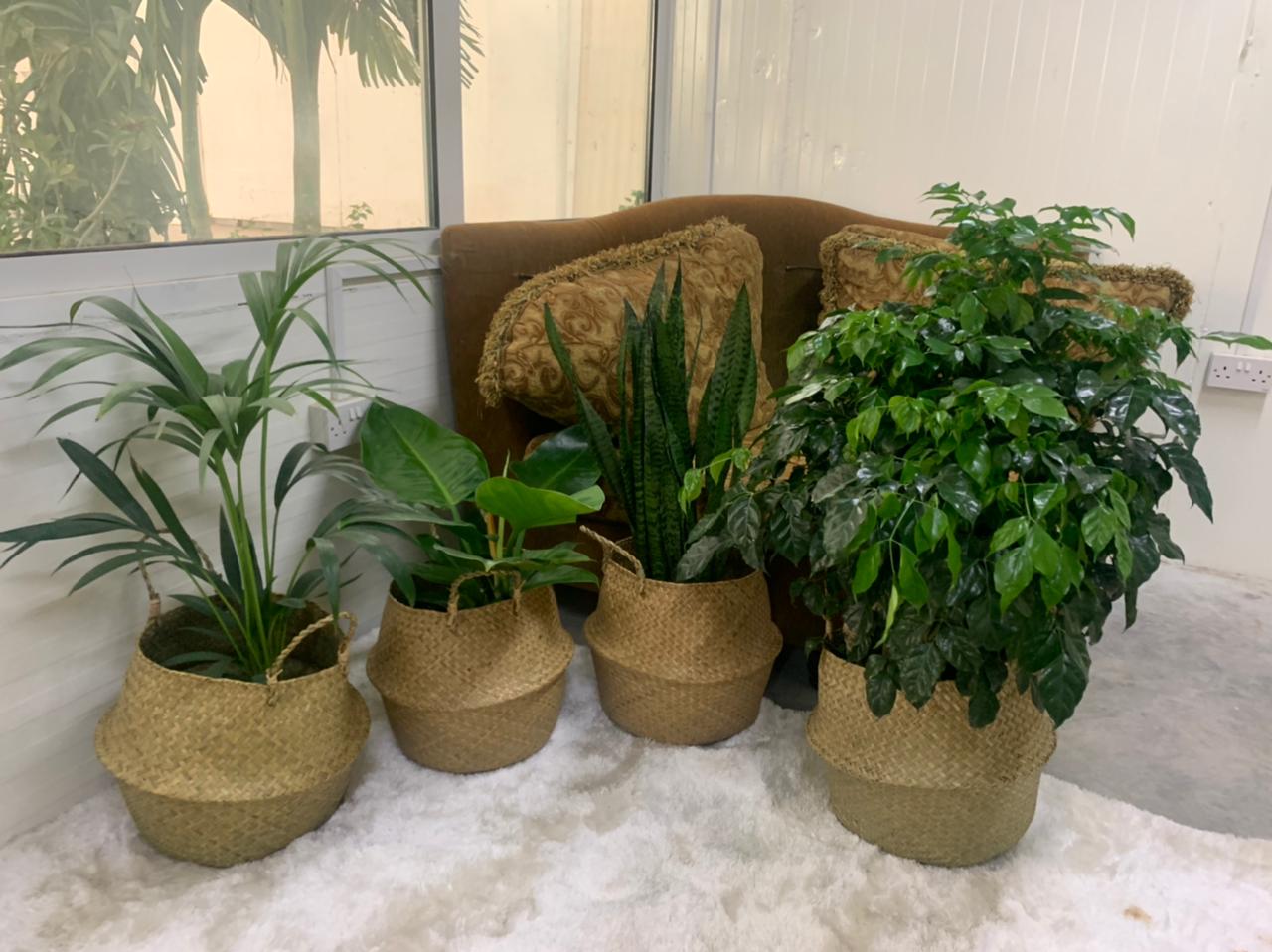 Indoor Plants Budget Combo In Basket NEW