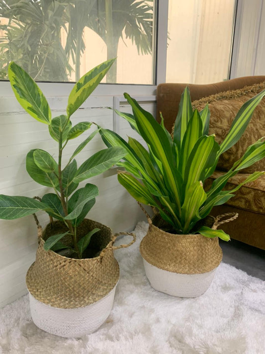 Bedroom Plants Bundle (2pc) in Basket