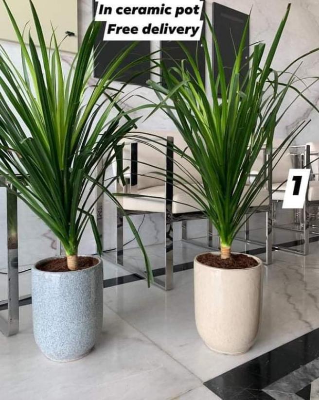 Yucca Each Promo Plants UAE