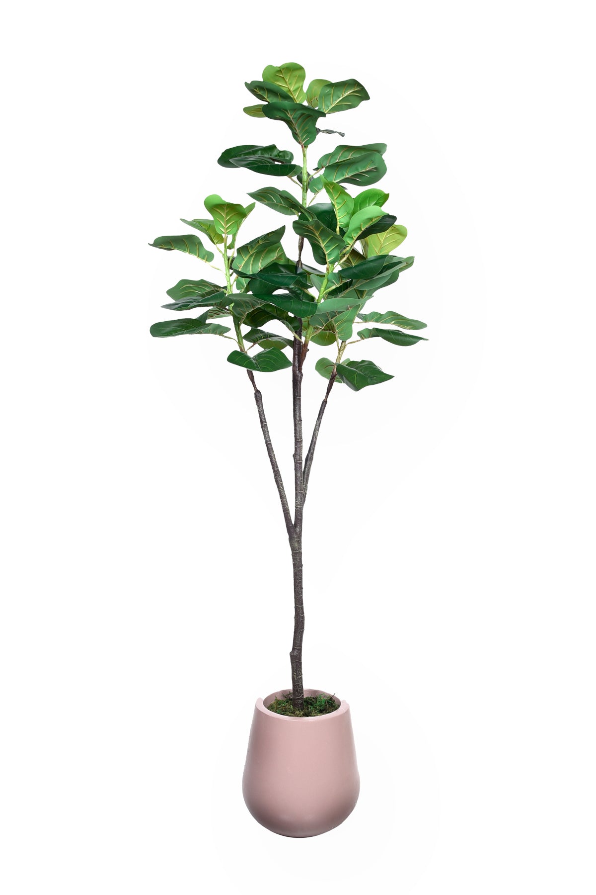 Artificial Fiddle in Fiber Pot