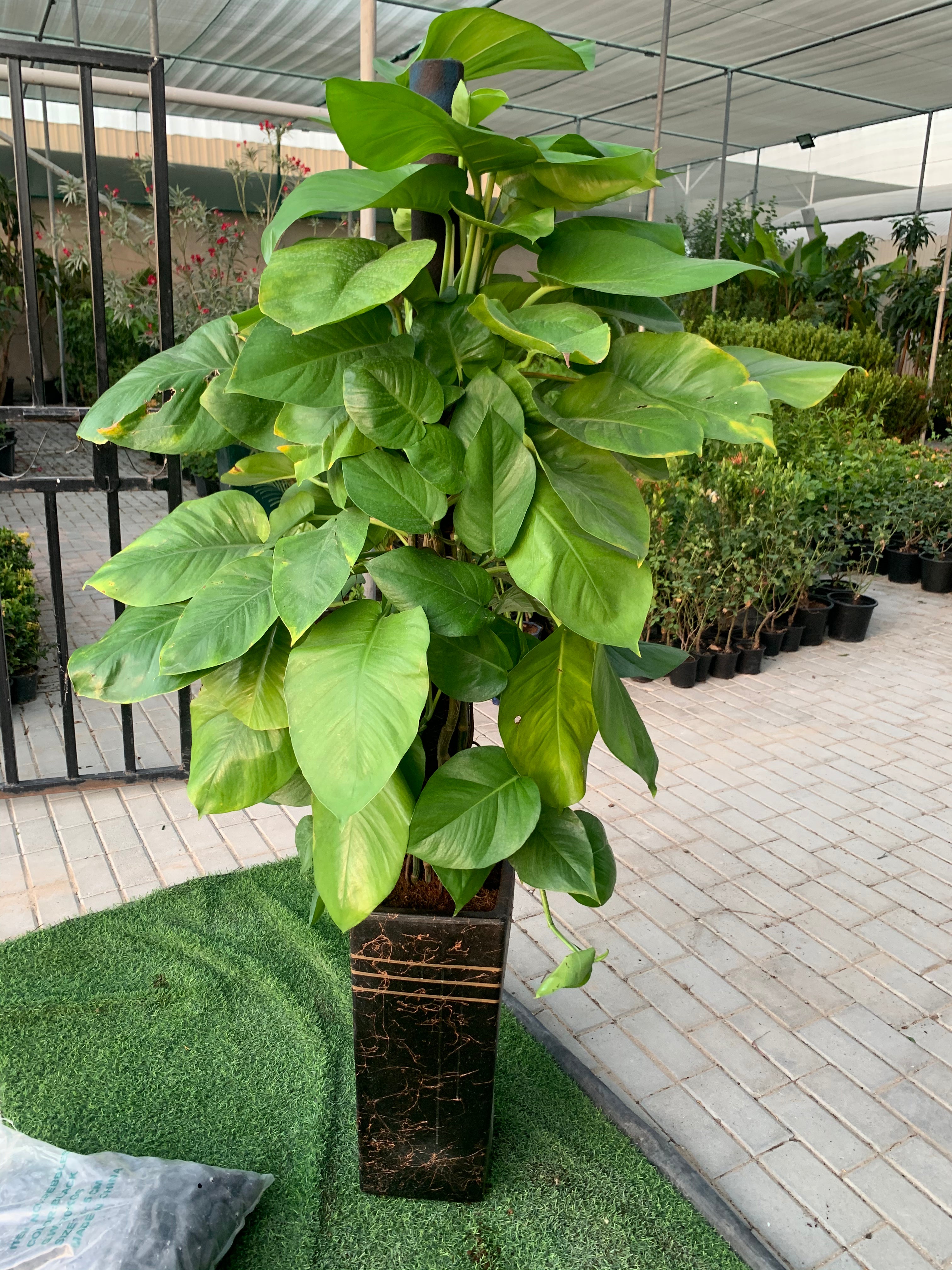 Office Plants XL Philodendron each