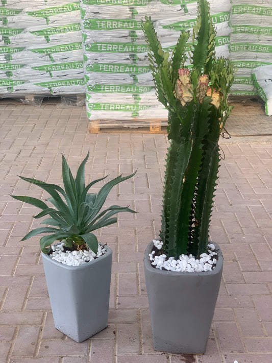 Cactus Bundle outdoor