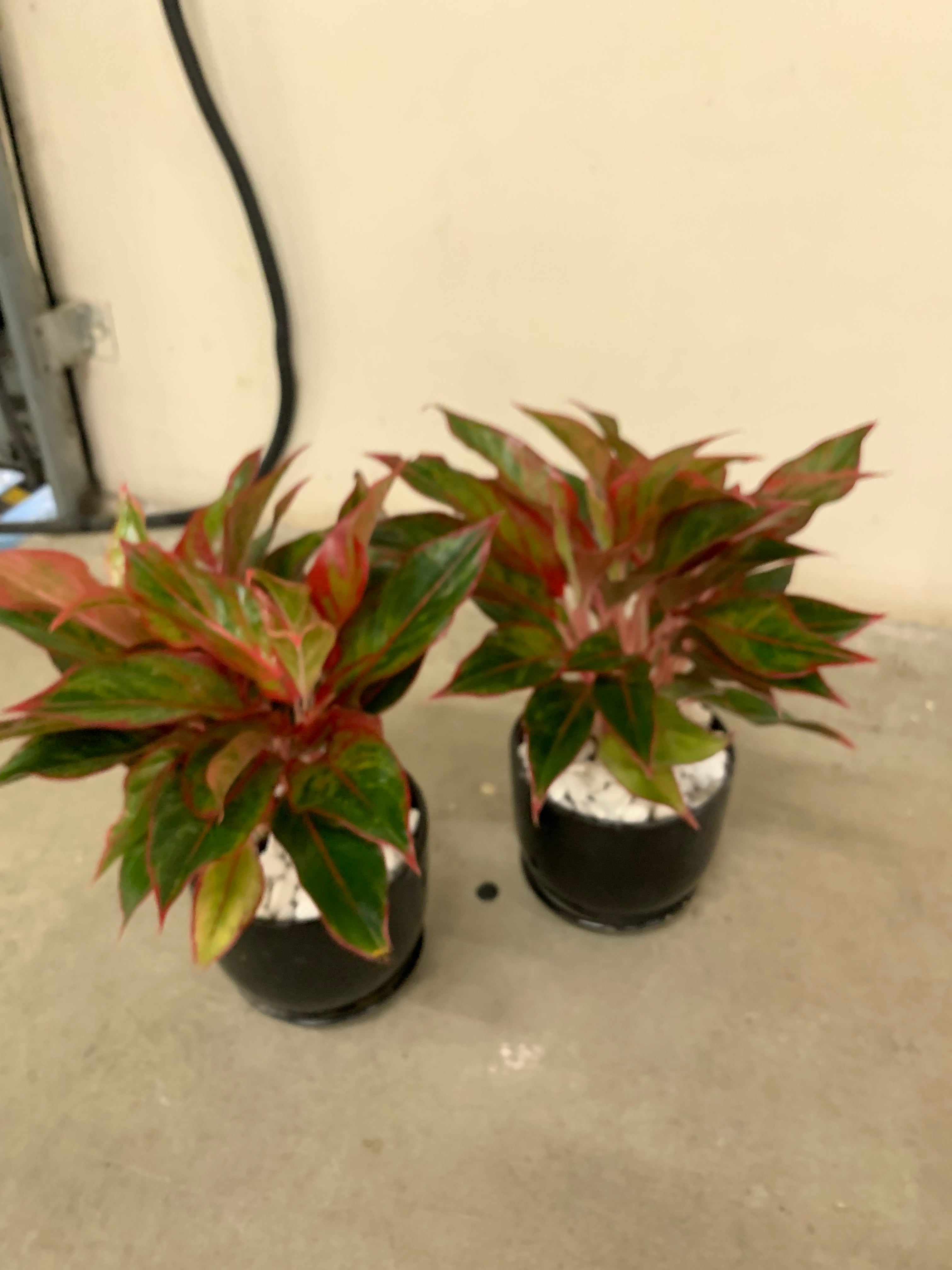 Pink aglo bundle (2pcs)