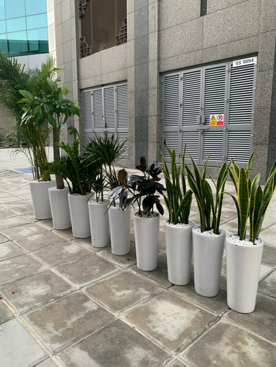Office Plants Tall Bundle (9pcs) Air Purifying