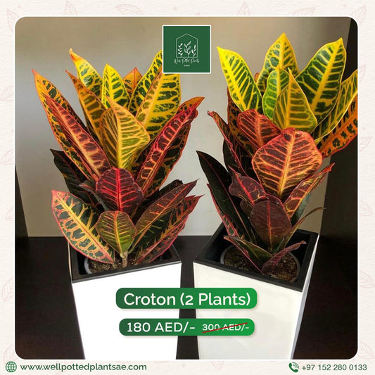 Croton Bundle in Plastic Pot