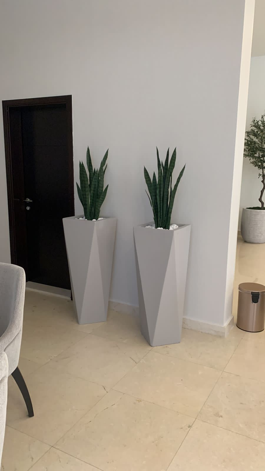 Sanseveria in Designer Pot Each