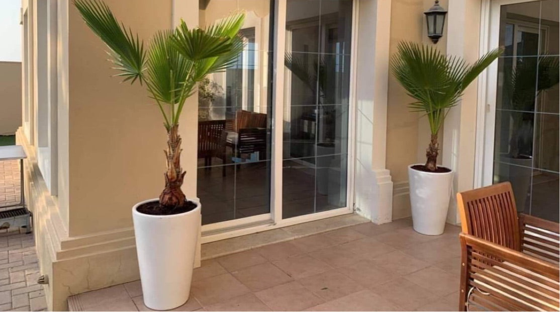Washingtonia Palm Each